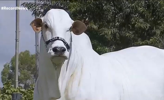 Conheça a vaca brasileira que entrou para o livro dos recordes como a mais cara do mundo