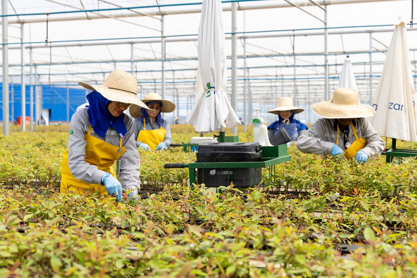 Suzano está com 64 vagas abertas para ajudante de viveiro de mudas em Ribas do Rio Pardo (MS)